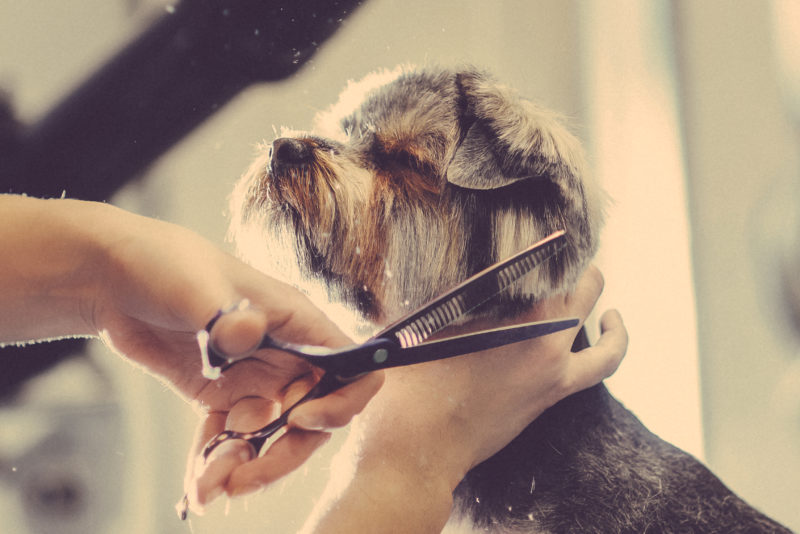 Female groomer haircut yorkshire terrier on the table for grooming in the beauty salon for dogs.