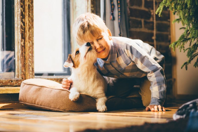Jack russel terrier kiss his owner blond boy. Child playing and hugging with a dog at home near the window.