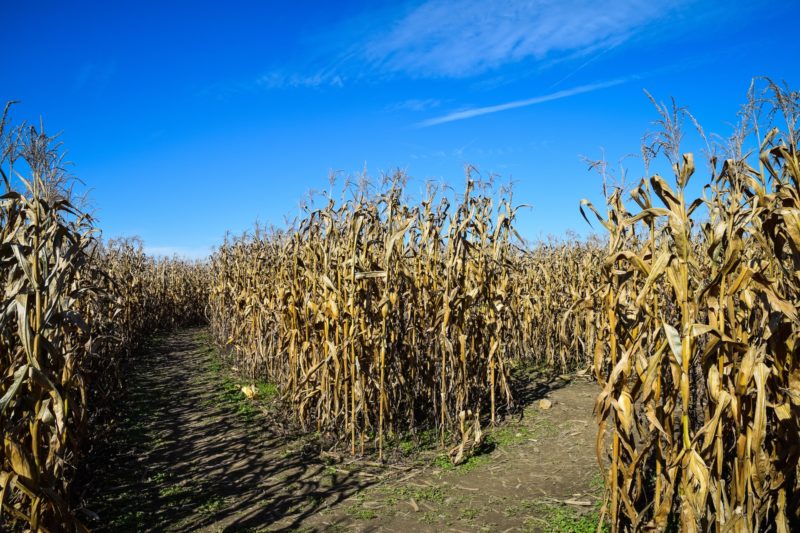 rows of corn