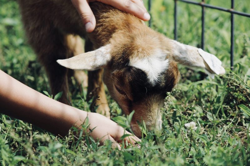 hand feeding a goat